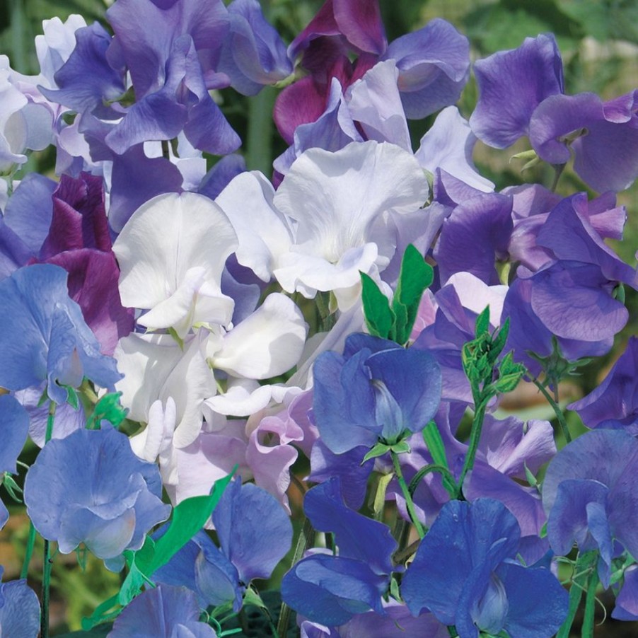 Homebase Seeds | Johnsons Sweet Pea Seeds - Best Of The Blues