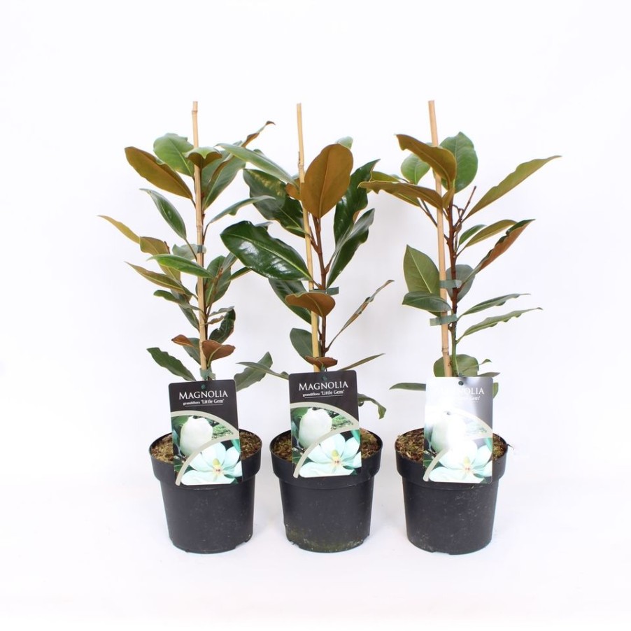 Homebase Shrub, Trees & Roses | Magnolia Grandiflora Little Gem - 17Cm