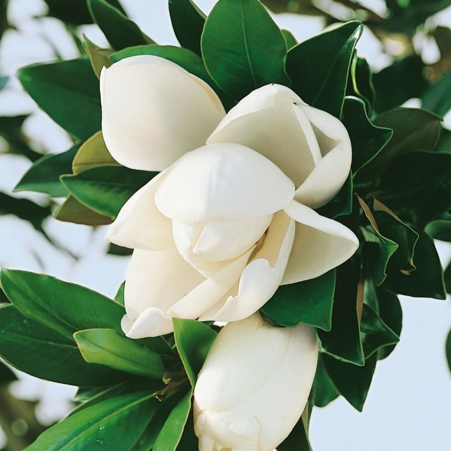 Homebase Shrub, Trees & Roses | Magnolia Grandiflora Little Gem - 17Cm