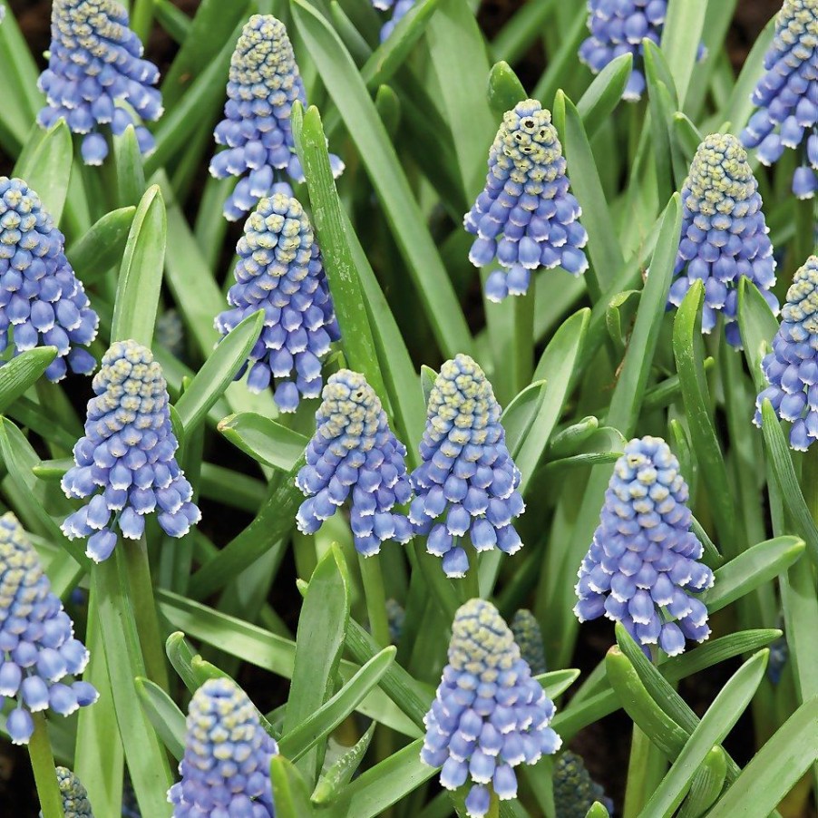 Homebase Perennial Plants | Muscari Mix 1L