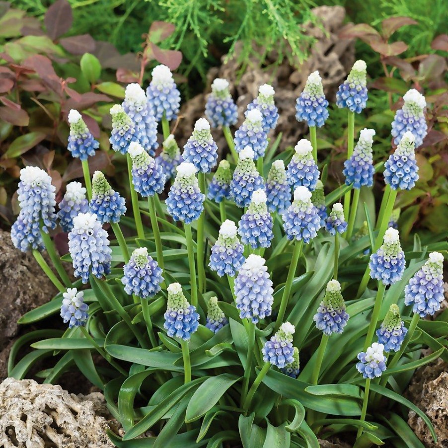 Homebase Perennial Plants | Muscari Mix 1L