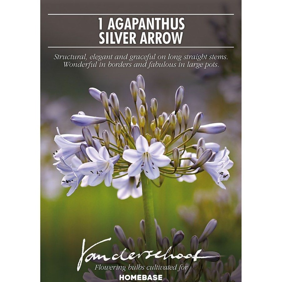 Homebase Summer Flowering Bulbs | Agapanthus Silver Arrow