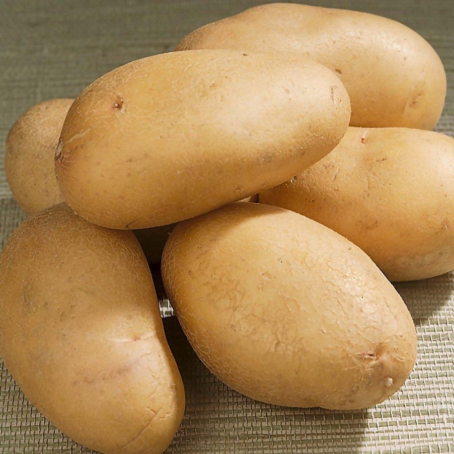 Homebase Grow Your Own | Charlotte Seed Potato - 1.5Kg