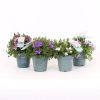 Homebase Perennial Plants | Campanula Addenda Mix - 10.5Cm