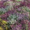 Homebase Shrub, Trees & Roses | Heather Erica - 9Cm