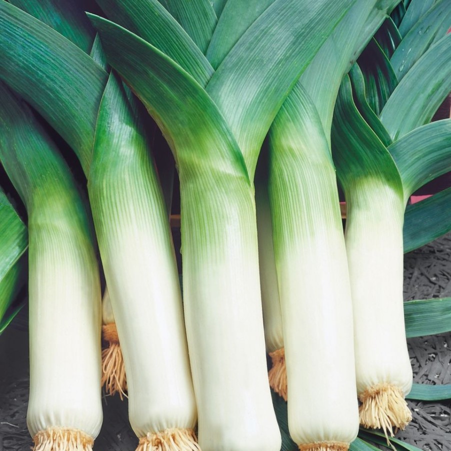 Homebase Grow Your Own | Vegetable Strip Leeks Jolant