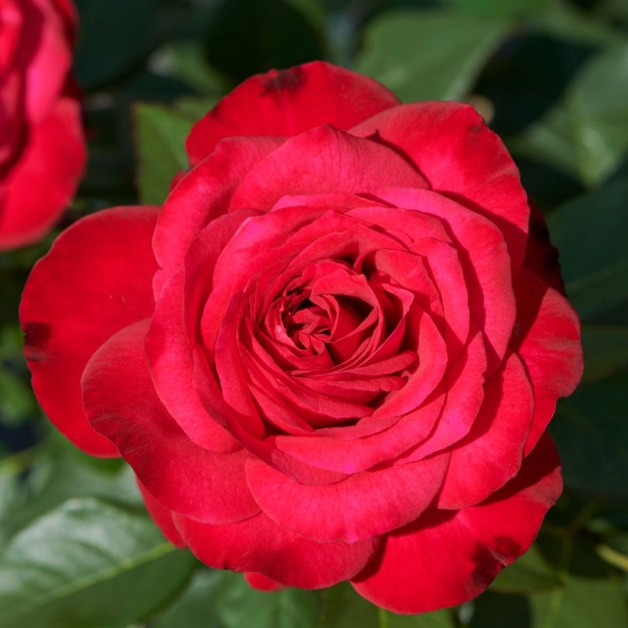 Homebase Shrub, Trees & Roses | Rose Shrub Red Mix - 4.5L