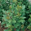 Homebase Shrub, Trees & Roses | Bay Tree Laurus Nobilis 10L Bush