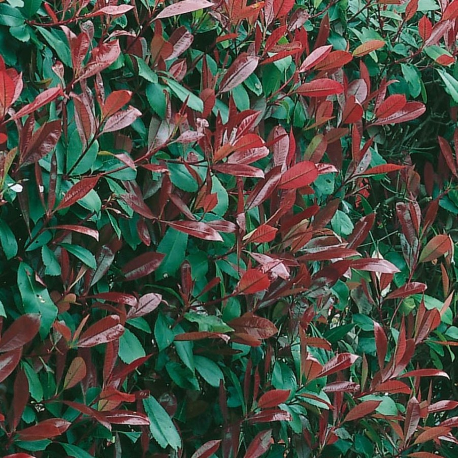 Homebase Shrub, Trees & Roses | Photinia X Fraseri Red Robin - 18L Bush