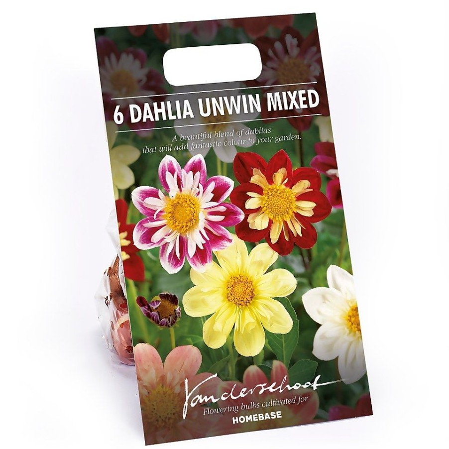 Homebase Summer Flowering Bulbs | Dahlias Unwinn Collorette Mixed