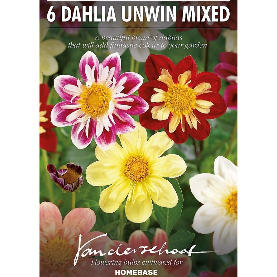 Homebase Summer Flowering Bulbs | Dahlias Unwinn Collorette Mixed