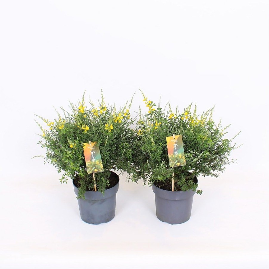 Homebase Shrub, Trees & Roses | Genista Blooming Dreams - 17Cm