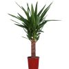 Homebase House Plants | Yucca - 14Cm