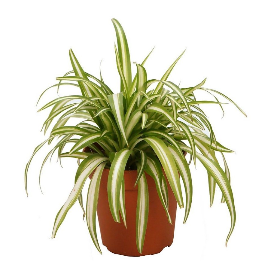 Homebase House Plants | Chlorophytum 'Spider Plant' Comosum 'Variegatum