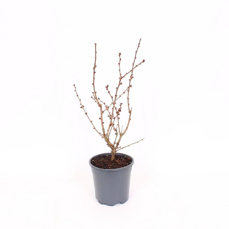 Homebase Shrub, Trees & Roses | Prunus Nipponica Brilliant Flowering Cherry - 17Cm