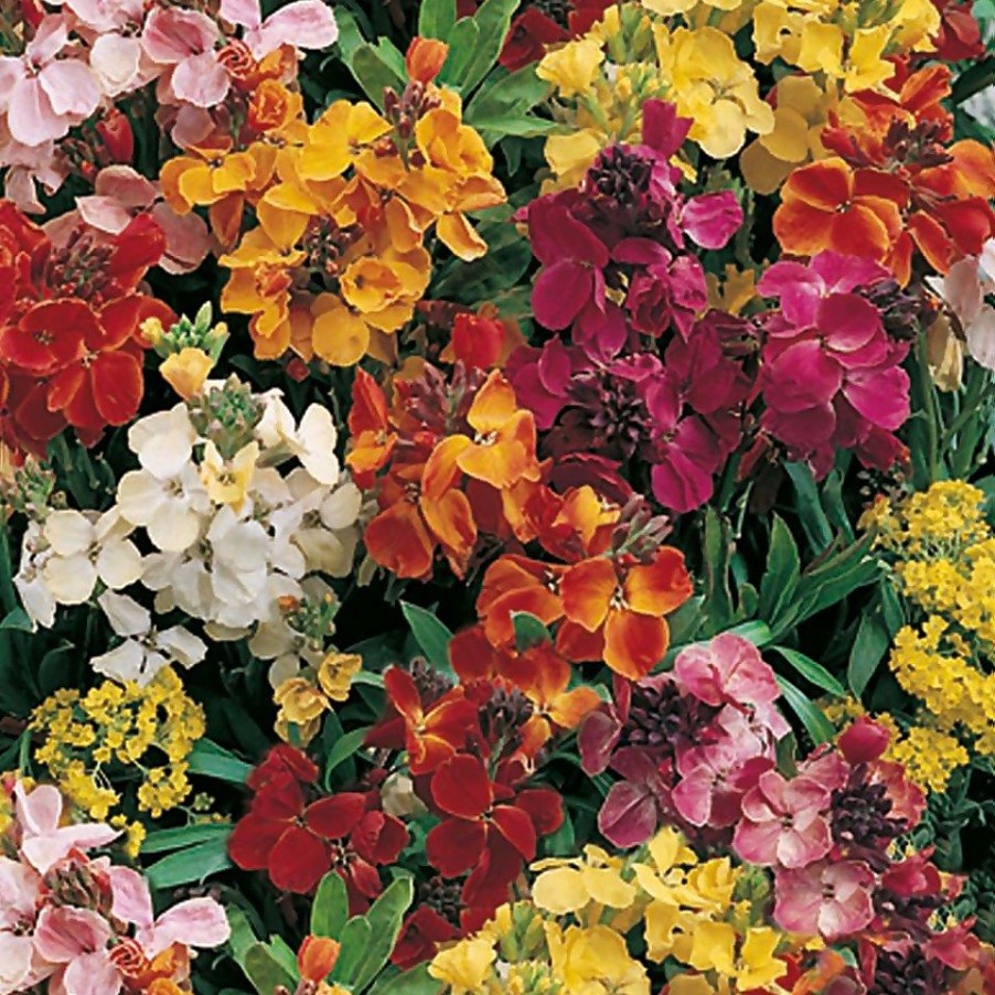 Homebase Perennial Plants | Erysimum (Wallflower) Mix - 17Cm