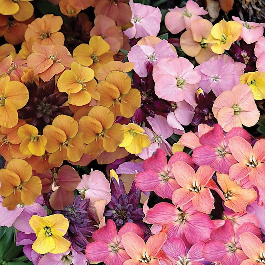 Homebase Perennial Plants | Erysimum (Wallflower) Mix - 17Cm