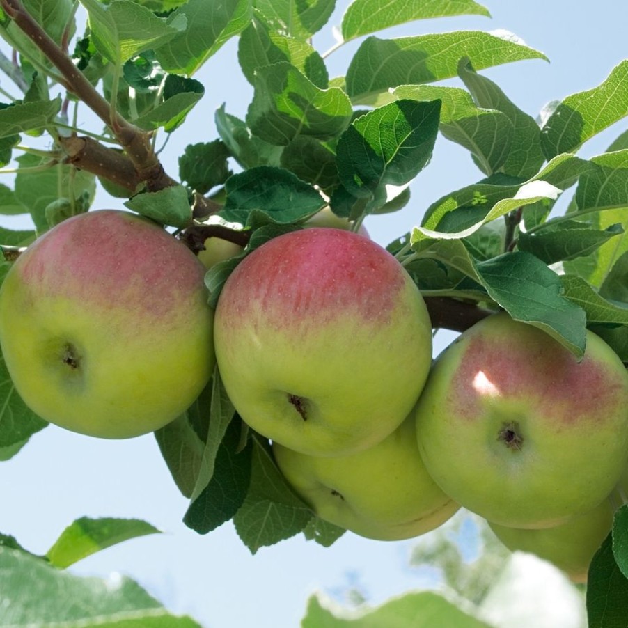 Homebase Grow Your Own | Fruit Tree Apple 'Bramley'S Seedling' - 7.5L