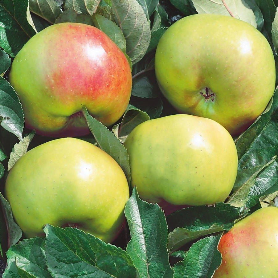 Homebase Grow Your Own | Fruit Tree Apple 'Bramley'S Seedling' - 7.5L