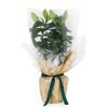 Homebase House Plants | Oriental Lily Houseplant - 1.5L