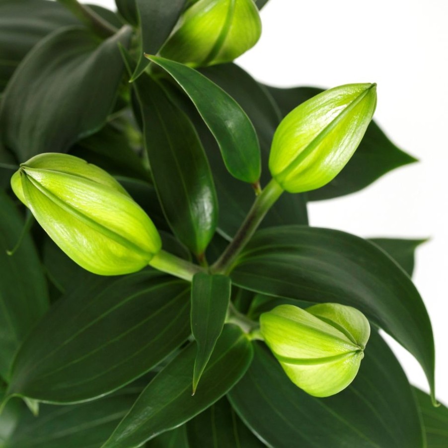 Homebase House Plants | Oriental Lily Houseplant - 1.5L