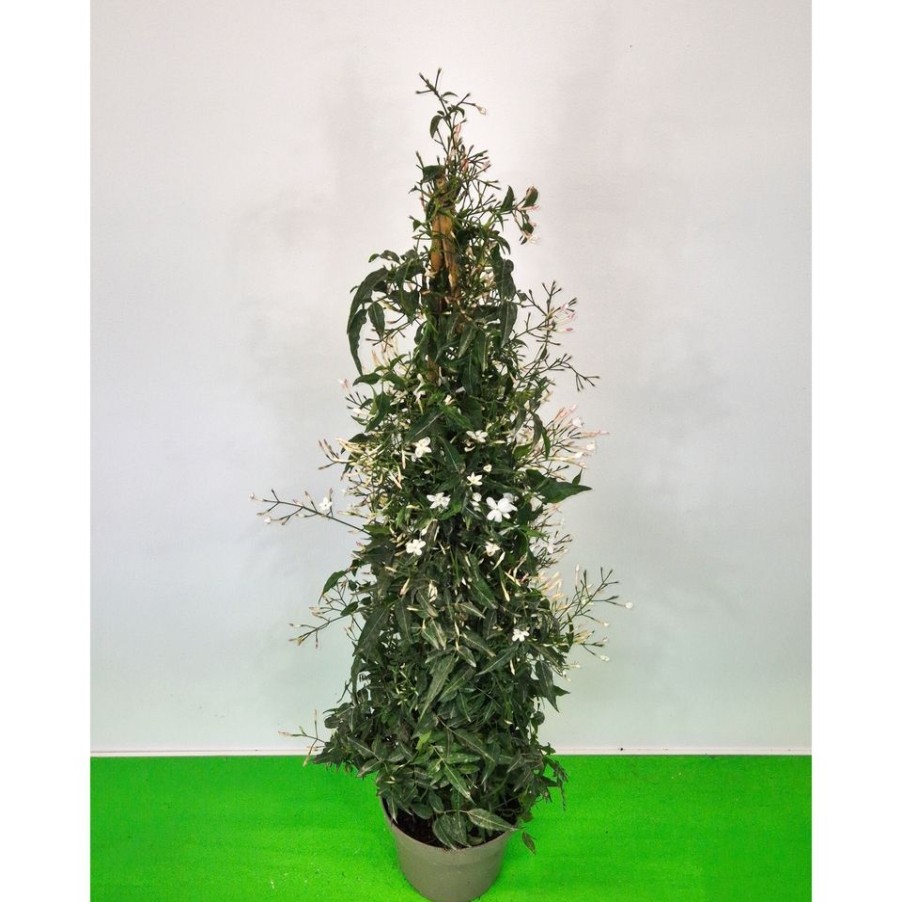 Homebase Perennial Plants | Jasmine Polyanthum - 17Cm Tripod