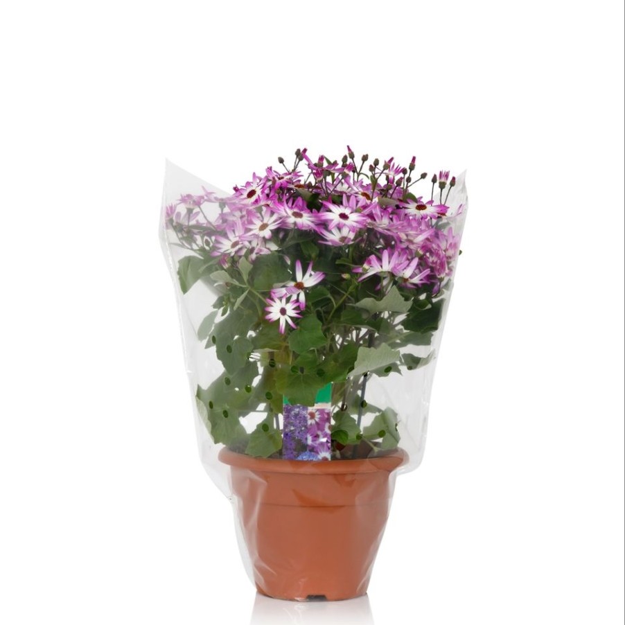 Homebase Bedding Plants | Senetti Mix - 25Cm