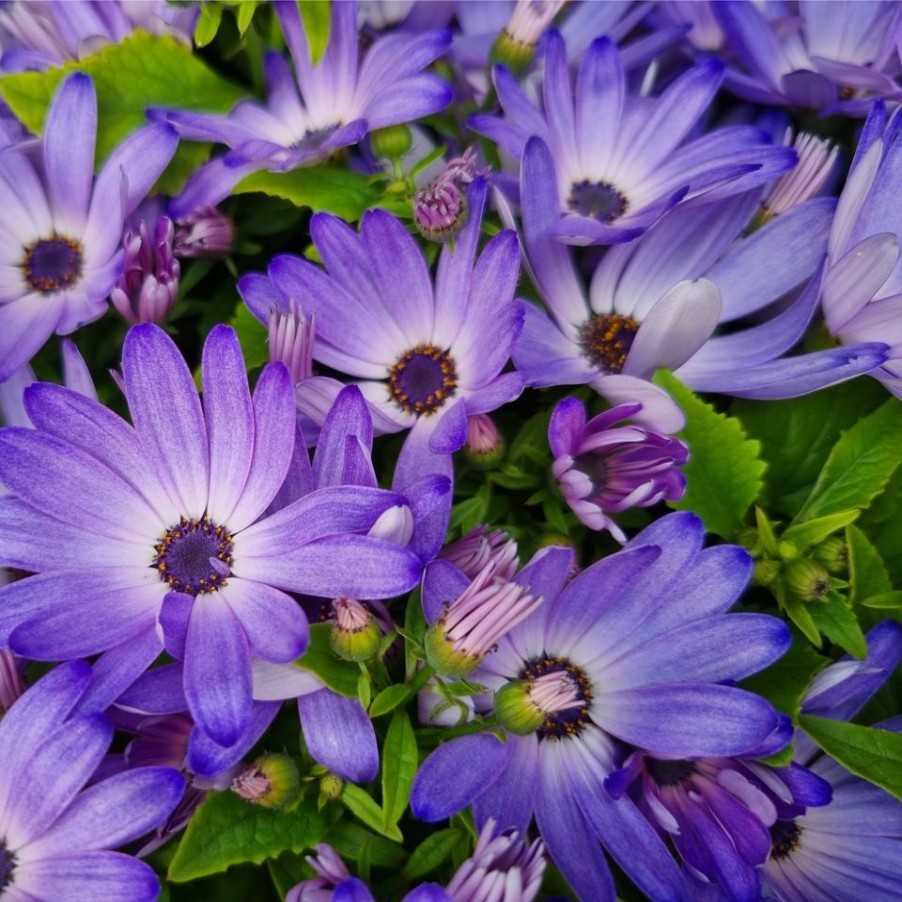 Homebase Bedding Plants | Senetti Mix - 25Cm