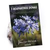 Homebase Summer Flowering Bulbs | Agapanthus Donau