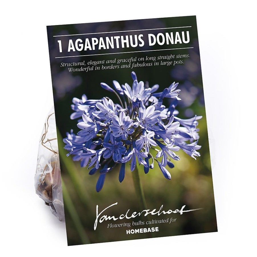 Homebase Summer Flowering Bulbs | Agapanthus Donau