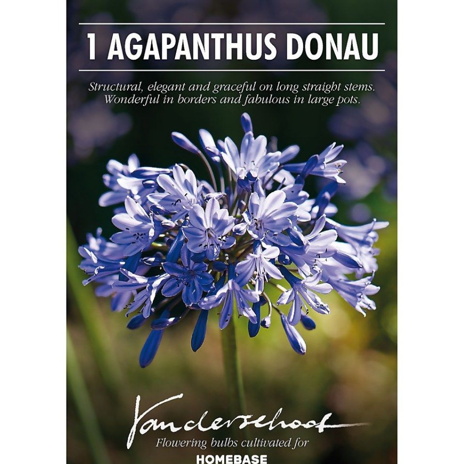 Homebase Summer Flowering Bulbs | Agapanthus Donau