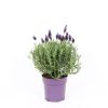 Homebase Shrub, Trees & Roses | Lavandula Stoechas Anouk Collection (French Lavender) - 12Cm