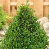 Homebase Specimen Plants | Box Buxus Pyramid 50/60Cm In 23Cm Pot