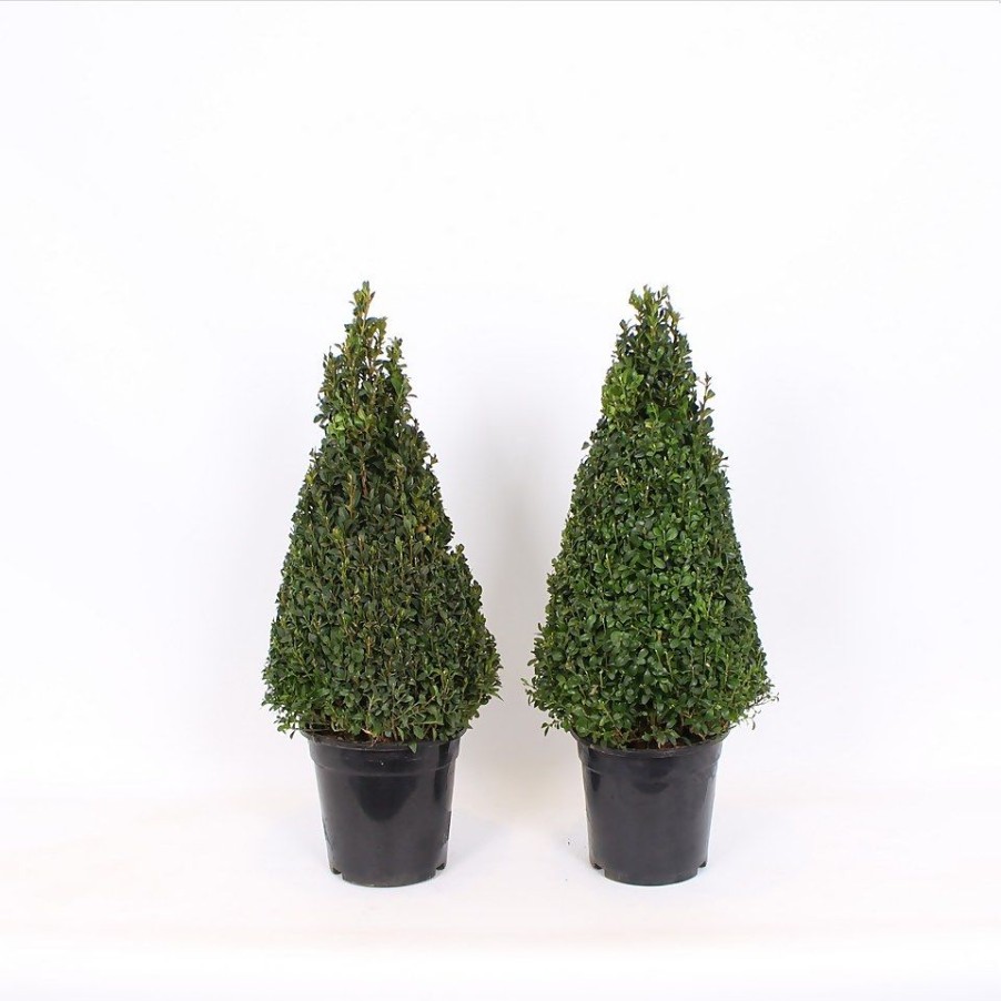 Homebase Specimen Plants | Box Buxus Pyramid 50/60Cm In 23Cm Pot