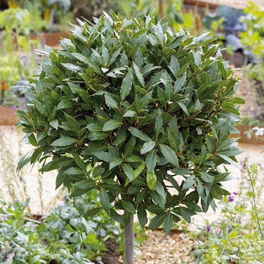 Homebase Specimen Plants | Bay Tree Laurus Nobilis - 20Cm Mini Standard