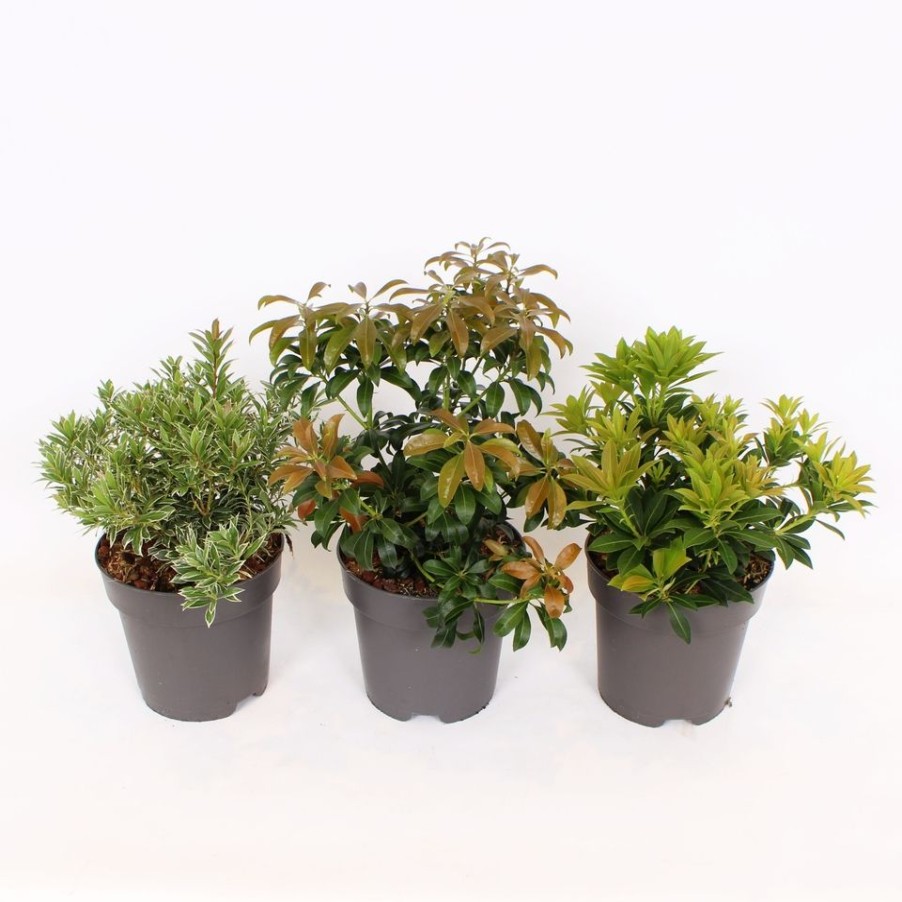 Homebase Shrub, Trees & Roses | Pieris Mix - 17Cm (Autumn)