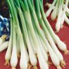 Homebase Grow Your Own | Vegetable Strip Spring Onion White Lisbon