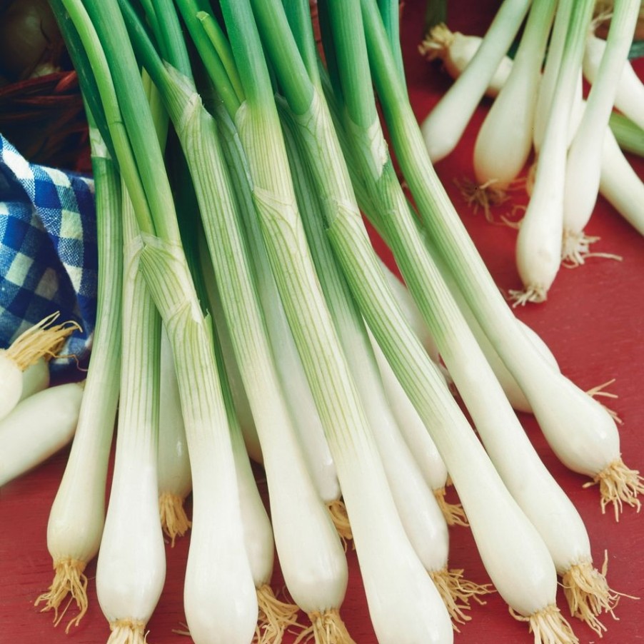 Homebase Grow Your Own | Vegetable Strip Spring Onion White Lisbon