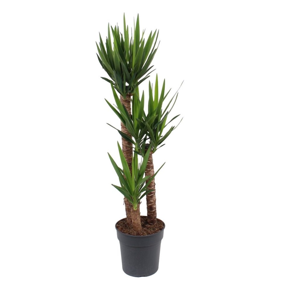 Homebase House Plants | Yucca 3 Stems In 27Cm Pot