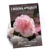 Homebase Summer Flowering Bulbs | Begonia - Wummi Apfelblute - Summer Bloom Bulbs