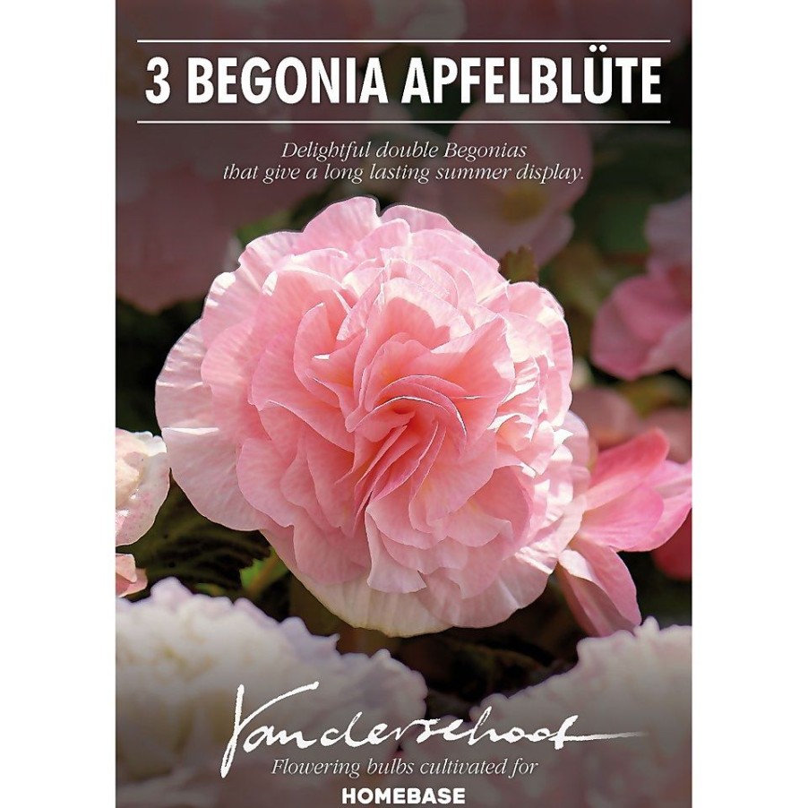 Homebase Summer Flowering Bulbs | Begonia - Wummi Apfelblute - Summer Bloom Bulbs