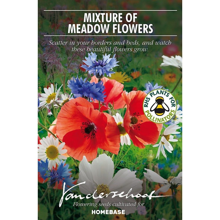 Homebase Summer Flowering Bulbs | Meadow Garden Mixture