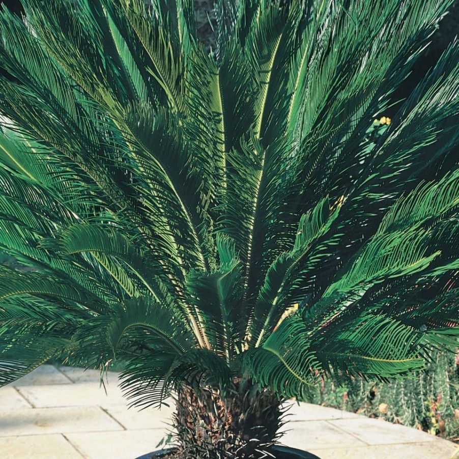 Homebase Specimen Plants | Cycas Revoluta (Sago Palm) - 22Cm