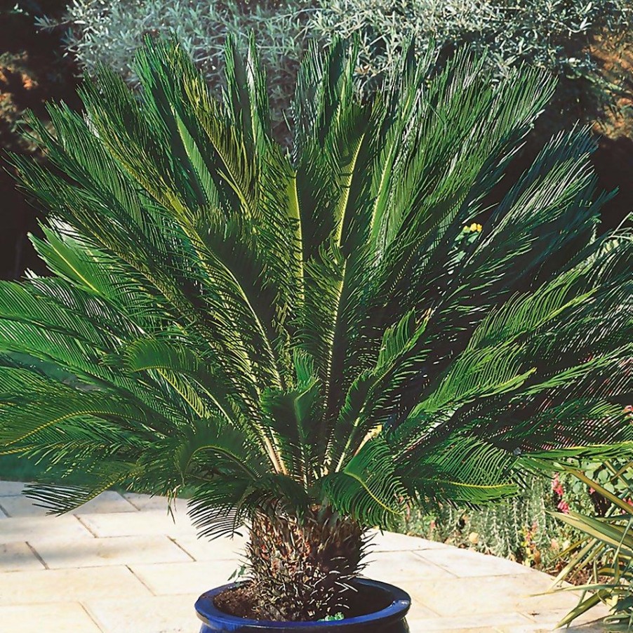 Homebase Specimen Plants | Cycas Revoluta (Sago Palm) - 22Cm