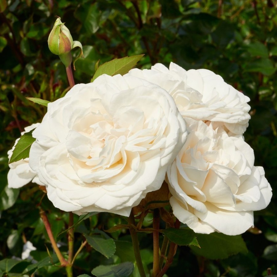 Homebase Shrub, Trees & Roses | Rose Shrub White Mix - 4.5L