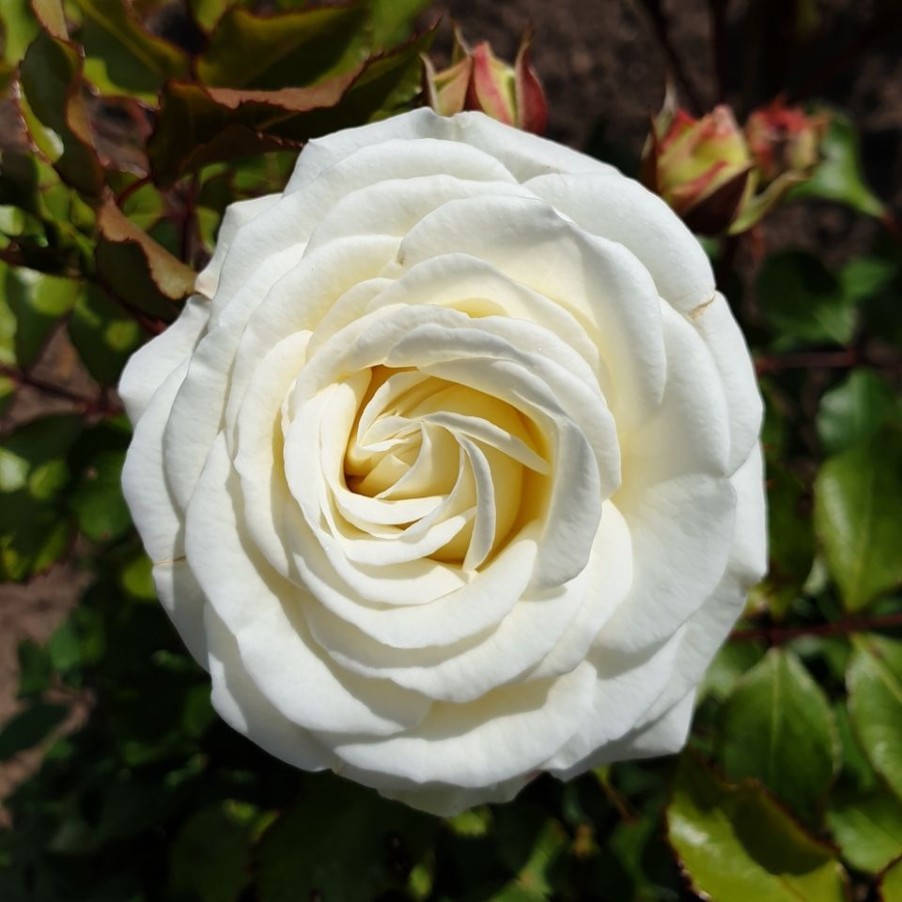 Homebase Shrub, Trees & Roses | Rose Shrub White Mix - 4.5L