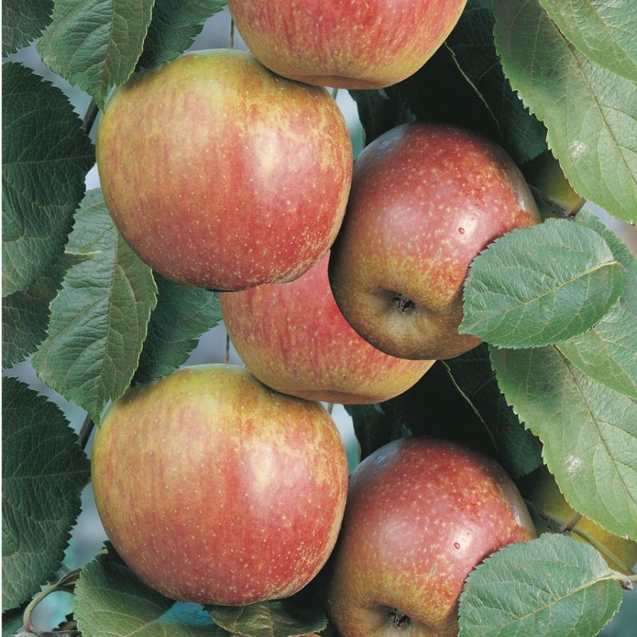 Homebase Grow Your Own | Fruit Tree Apple 'James Grieve' - 7.5L