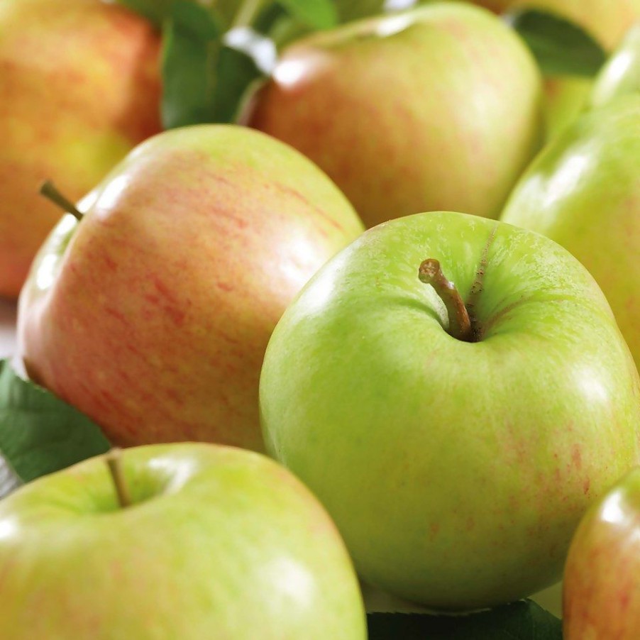 Homebase Grow Your Own | Fruit Tree Apple 'James Grieve' - 7.5L