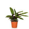 Homebase House Plants | Calathea Mix - 13Cm