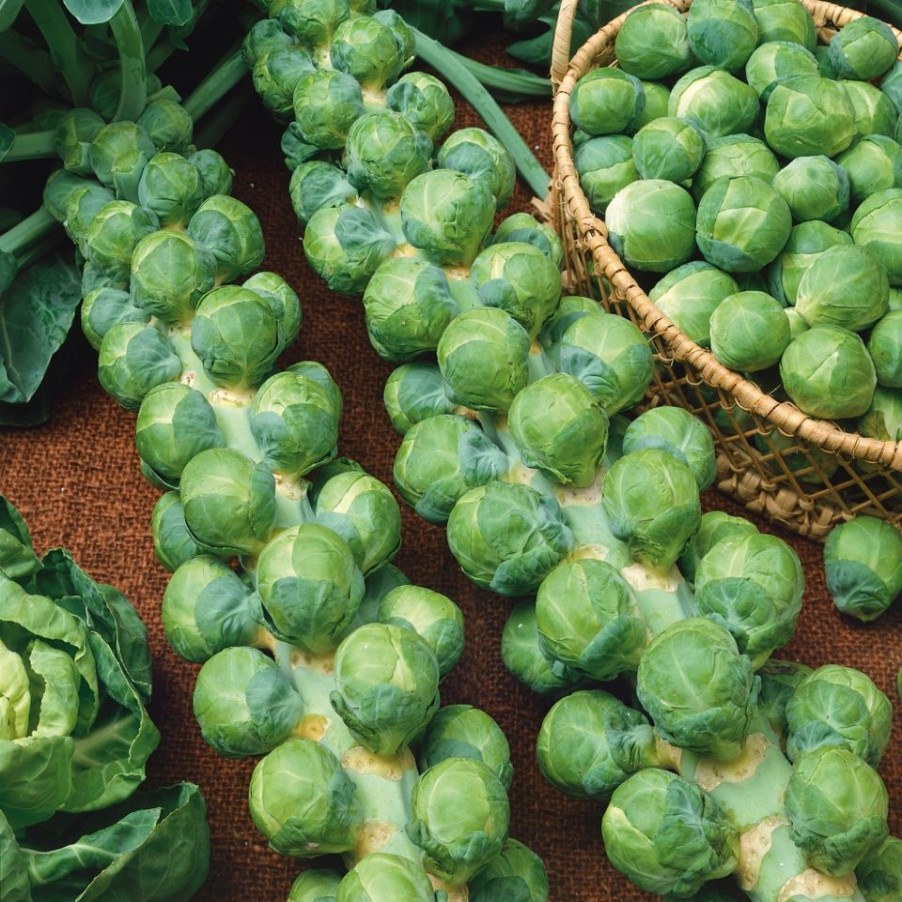 Homebase Grow Your Own | Vegetable Strip Brussel Sprouts Brilliant